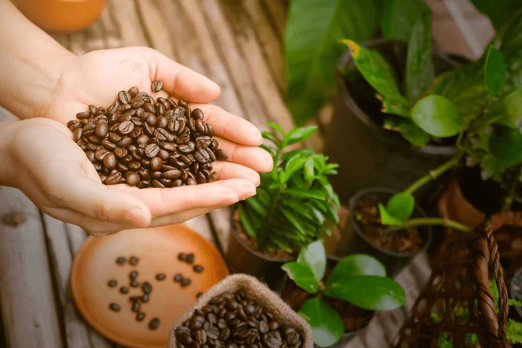 Where To Buy The Best Coffee Beans In NYC: A Local's Guide